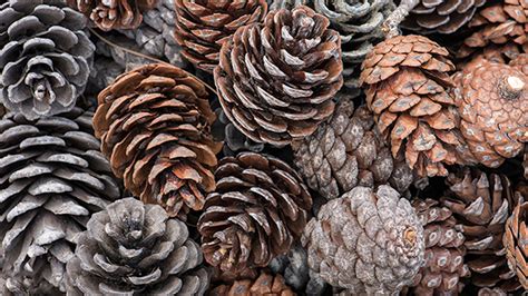 Did you know... Pine cones can help predict the weather – Weather News