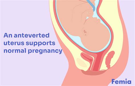 Anteverted uterus: Understanding its impact on fertility and pregnancy ...