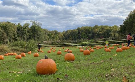 Fall Harvest & The Great Pumpkin Patch - Main Line Parent