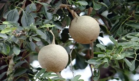 How to Grow Wood Apple Tree - MK Pets and Gardening