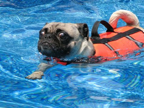 Image result for pug swimming | Pug puppies, Cute pugs, Pugs