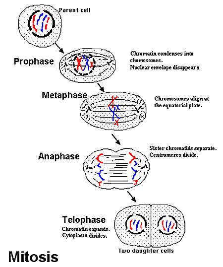 Mitosis - The School of Biomedical Sciences Wiki