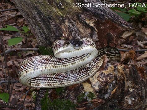 Gray Ratsnake | State of Tennessee, Wildlife Resources Agency