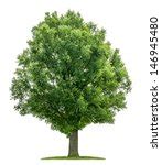 Oak Tree Wood Free Stock Photo - Public Domain Pictures