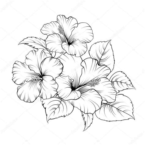 Цветок зефира на белом фоне. Векторная иллюстрация | Hibiscus flower tattoos, Flower sketches ...