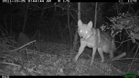 Meet the Coywolf | The Coywolf and its New York City habitat | Nature | PBS