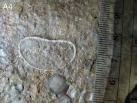 Help With Eocene Fossil Id - Limpet? - Fossil ID - The Fossil Forum