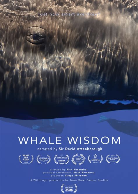 Whale documentary to be shown in Cordova | The Cordova Times