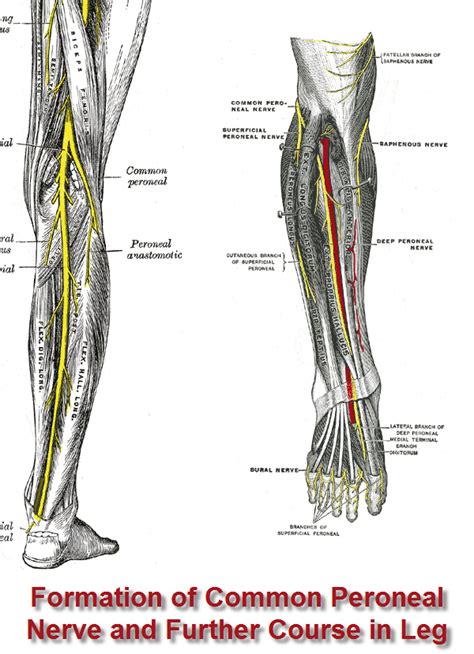 Peroneal Nerve Entrapment | Bone and Spine