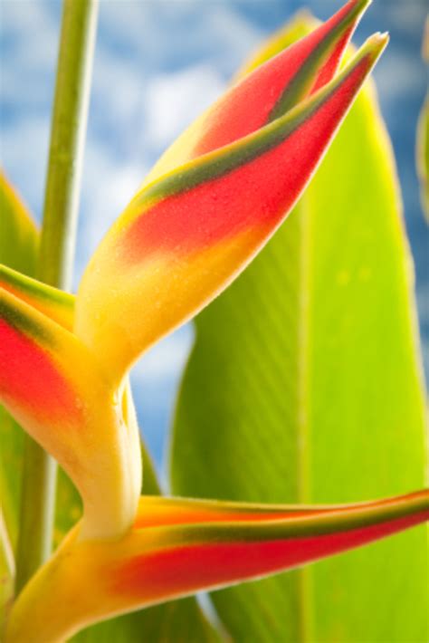 Hawaiian Lei Flowers Plumeria - Tropical Hawaiian Lei Flowers | hubpages