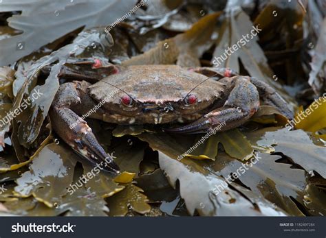 140 Velvet swimming crab Images, Stock Photos & Vectors | Shutterstock