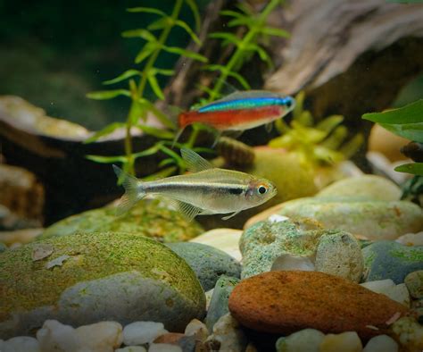 Black Neon Tetra and Cardinal tetra | Marcin | Flickr