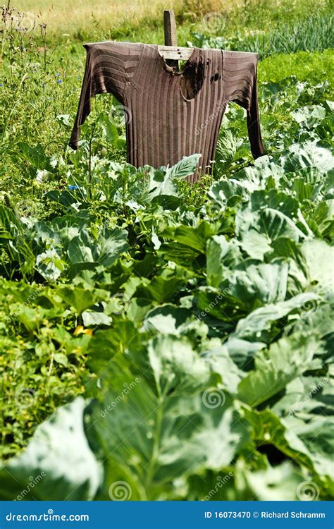 Scarecrow on a field stock photo. Image of harvesting - 16073470