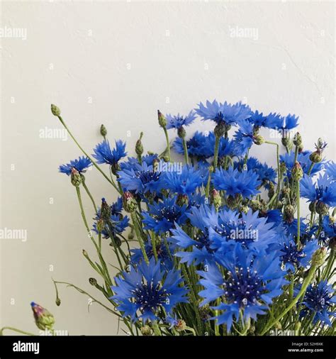 Beautiful Blue Cornflower Bouquet on White Background Stock Photo - Alamy