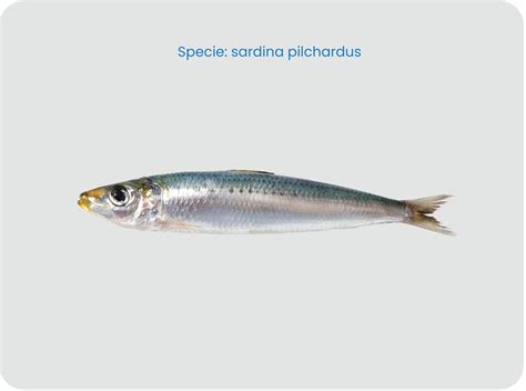 Sardine | International Fish Canners