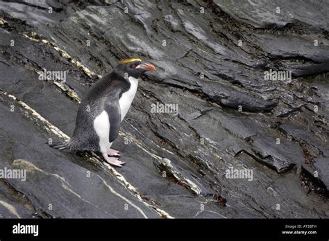 Macaroni Penguin in Antarctica Stock Photo - Alamy