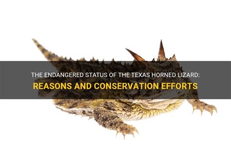 The Endangered Status Of The Texas Horned Lizard: Reasons And ...