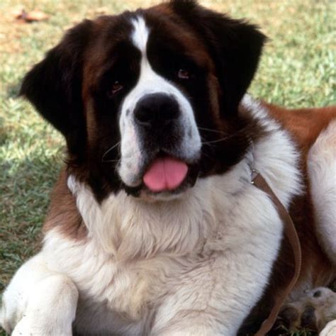 9 of the most famous dogs of all time | Famous dogs, Huge dogs, St bernard dogs