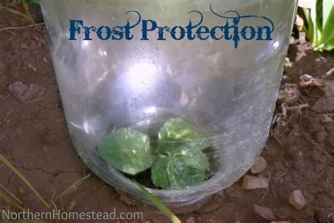 Plant Protection From Frost - Northern Homestead