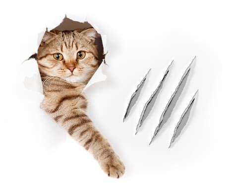 Paws Need Claws - Prevent Scratching without Declawing! - Cat Tales