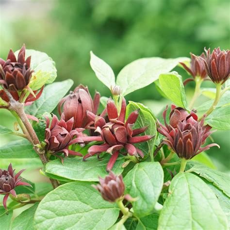 Simply Scentsational® - Sweetshrub - Calycanthus x | Proven Winners