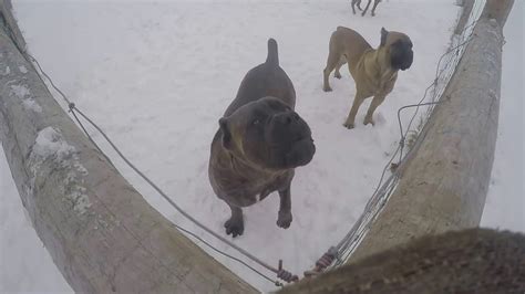 cane corso snow video - YouTube