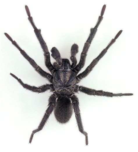 Trapdoor Spider