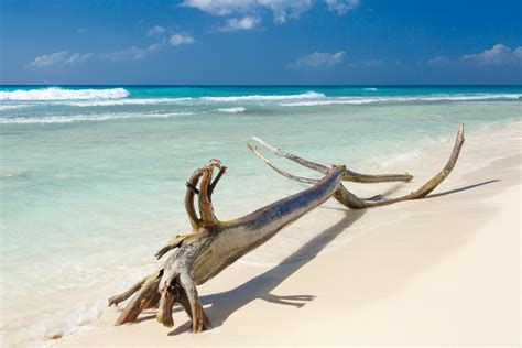 Driftwood On A Beach Free Stock Photo - Public Domain Pictures