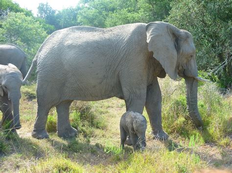 Being a volunteer in a wild animals reserve - ESL language studies abroad