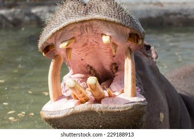 9,304 Hippopotamus Teeth Images, Stock Photos & Vectors | Shutterstock