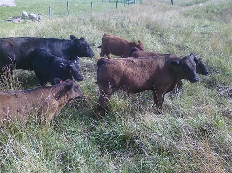 American Simmental, Beef Cattle, Dickson Simmental, For Sale, Simmental ...