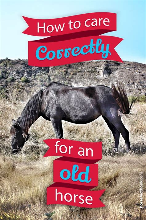 Everything You Need To Know About Caring For An Old Horse | Horse ...