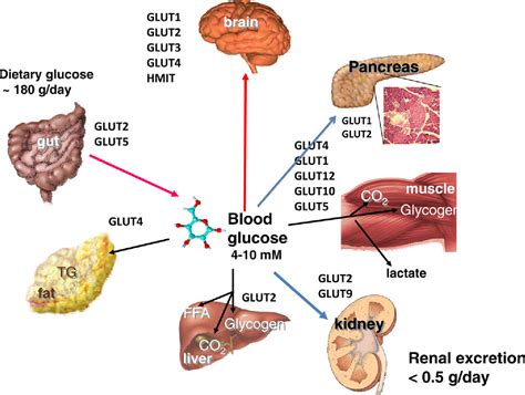 Figure 6 from The SLC2 (GLUT) family of membrane transporters. | Semantic Scholar