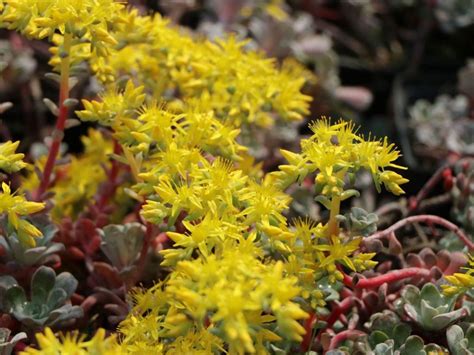 Stonecrop family Archive - live-native.com