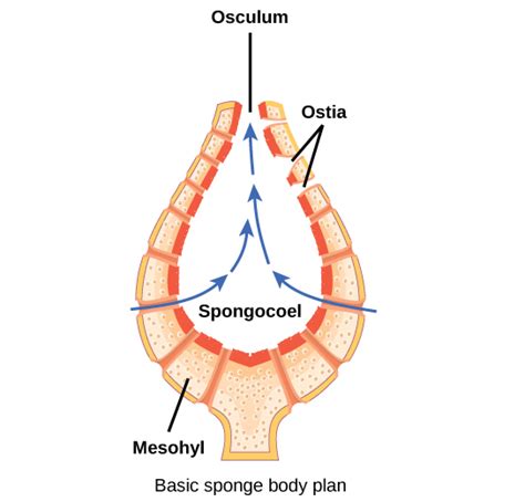 Sponges and Cnidarians · Concepts of Biology