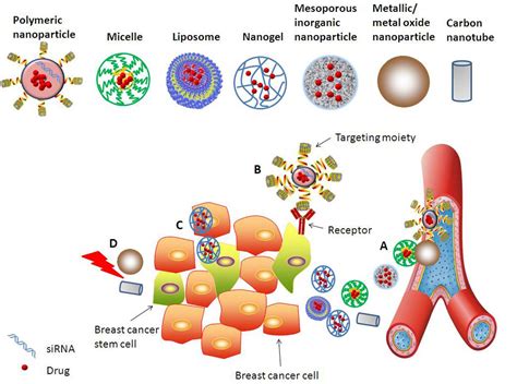 Frontiers | Nanomedicine-Mediated Therapies to Target Breast Cancer Stem Cells | Pharmacology