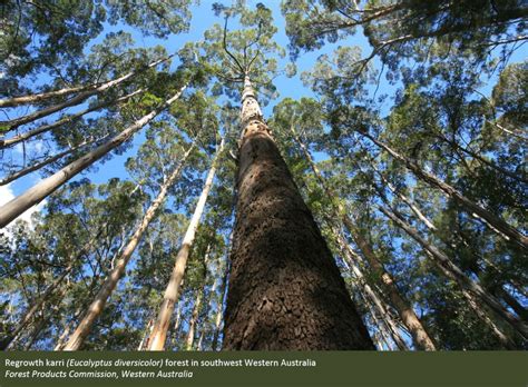 Australian forest profiles - DAFF