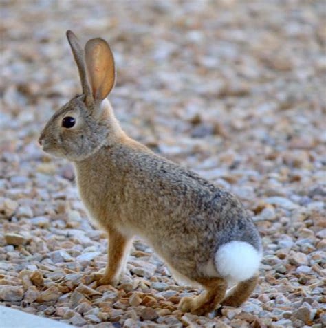 Cottontail Rabbit Facts, History, Useful Information and Amazing Pictures