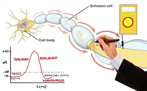 NEURON ACTION POTENTIAL (MADE EASY) | Neurons, Action potential, Neuron ...