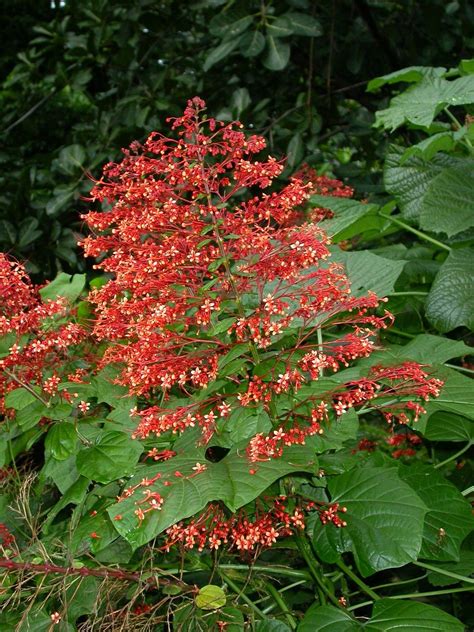 Clerodendrum paniculatum L., Pagoda-flower (World flora) - Pl@ntNet identify