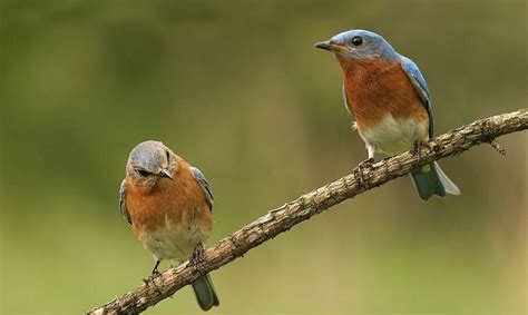 What is the State Bird of Missouri? - Things to Know!