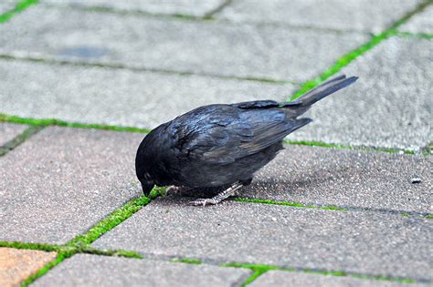 black sparrow 2 | 2010/01/28 Osaka Tree Sparrow (Suzume) D70… | Flickr - Photo Sharing!