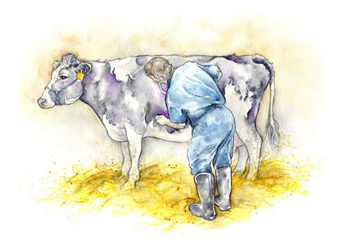 Amy Holliday Illustration : More Dairy Cow Illustrations! Jersey heads and Bursting Udders