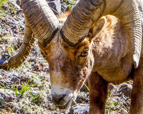 YELLOWSTONE NATIONAL PARK-WILDLIFE - Rollie Waters Photography