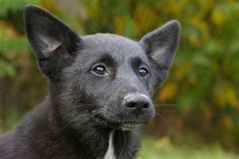 5 Canaan Dog Breeders Need Your Help To Make The Breed Famous