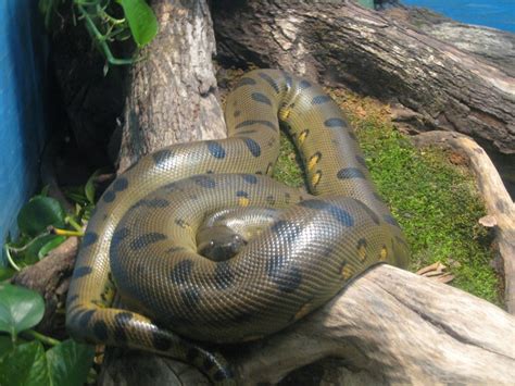 Green Anaconda Facts, Size, Weight, Habitat, Diet, Pictures