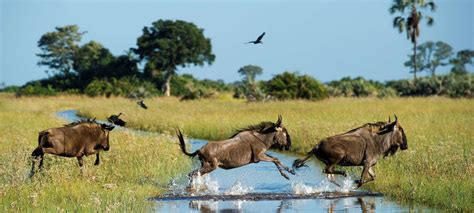 Okavango Delta safaris, tours & holiday packages | Discover Africa Safaris