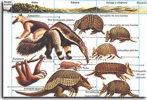 Xenarthra (Taxonomy) | Life Wikia | FANDOM powered by Wikia