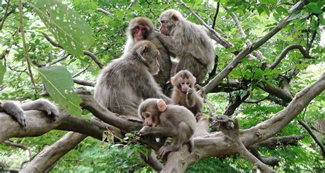 Macaques take turns while chattering