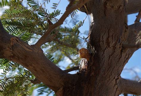 Gum Arabic Also Known As Gum Sudani on the Acacia Tree Bark. Selective ...